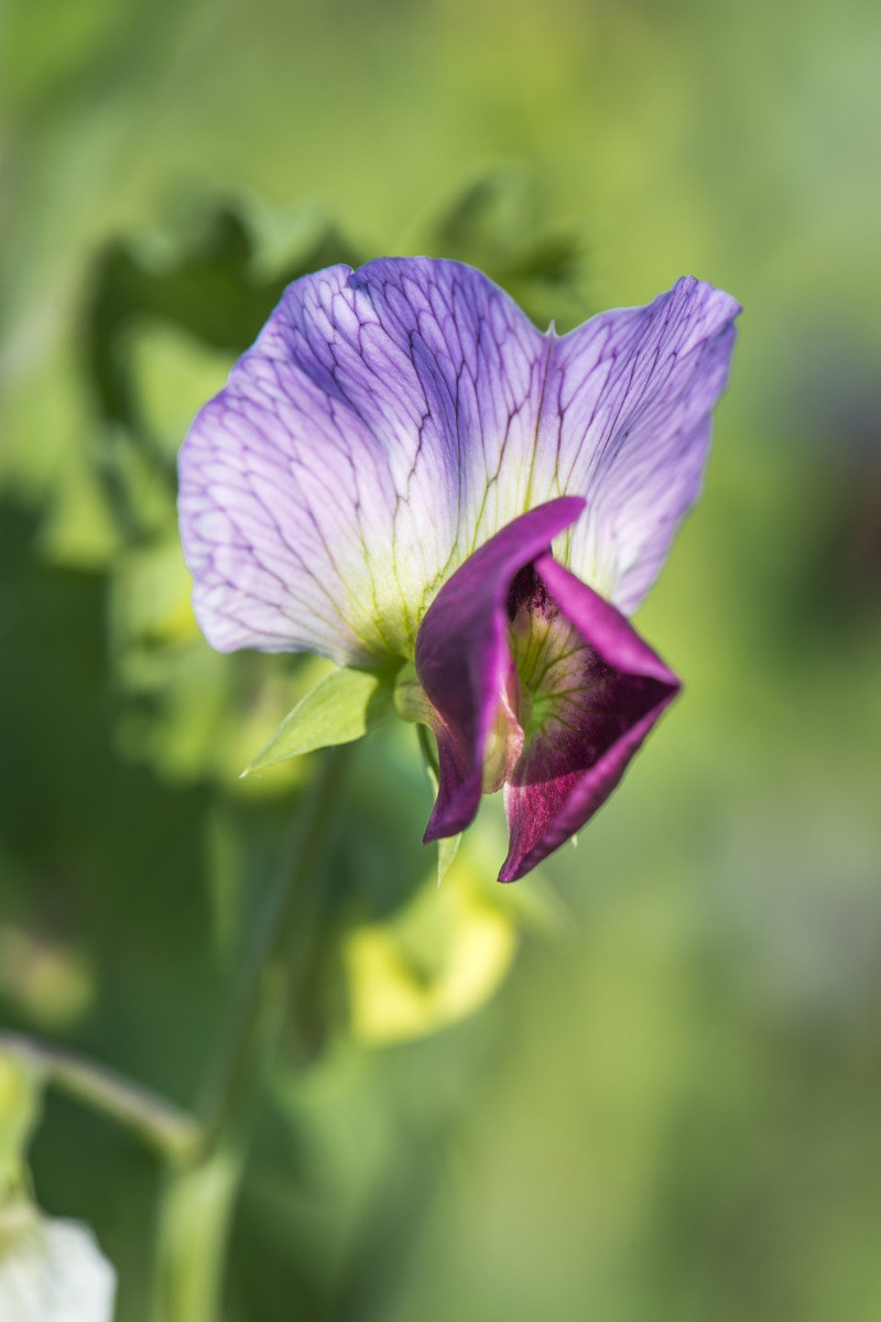 Pea-Pisum-sativum-flower-©Chrisine-Scheiner