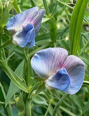 Pea-Grass-pea-Platterbsen-flowers-©Bernd-Socher
