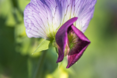 Pea-Pisum-sativum-flower-©Chrisine-Scheiner