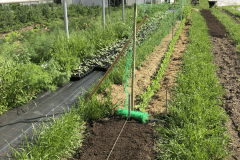 Pea-Several-seeding-times-of-lacrima-pea-©Tiny-Farms