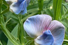 Pea-Grass-pea-Platterbsen-flowers-©Bernd-Socher