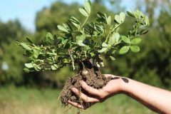 Peanut-plant-in-hand-with-roots-©Cecilia-Antoni-Global-Plot-Berlin-Germany