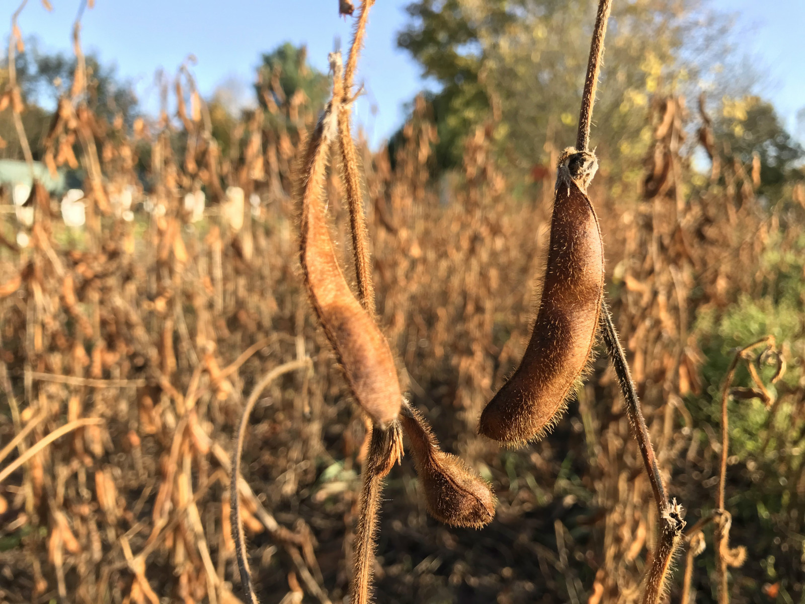 Soy-bean-soy-harvest1-©Global-Field-Berlin-Germany