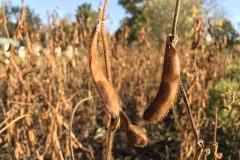 Soy-bean-soy-harvest1-©Global-Field-Berlin-Germany