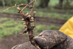 Uncategorized-legumes-Root-nodules-©Tiny-Farms